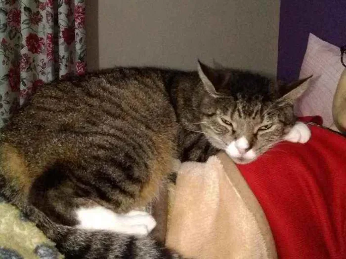 Gato raça Sem raça definida idade 1 ano nome Nina