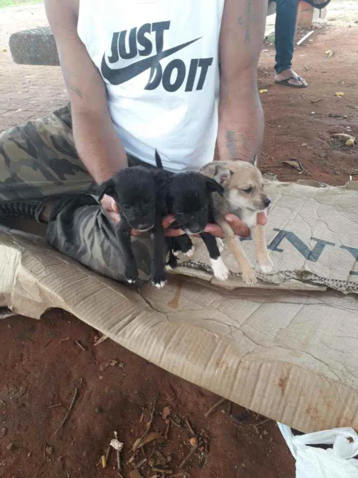 Cachorro ra a SRD idade Abaixo de 2 meses nome Filhotes