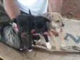 Filhotes