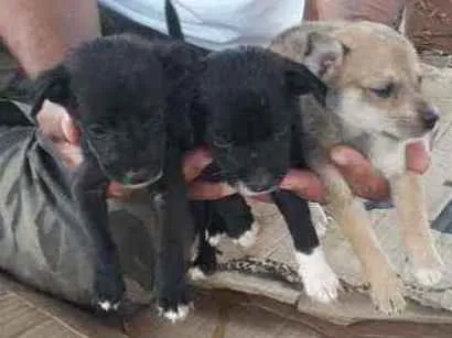 Cachorro ra a SRD idade Abaixo de 2 meses nome Filhotes