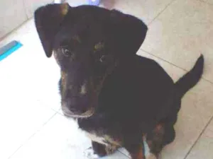 Cachorro raça SRD idade 1 ano nome Leão 