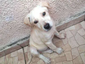Cachorro raça SRD-ViraLata idade 2 a 6 meses nome LUPI