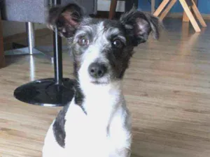 Cachorro raça Mix poodle idade 2 a 6 meses nome Bolt