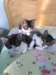 Gato raça Srd idade 2 a 6 meses nome May, Ben e Tito