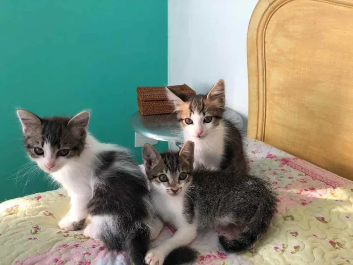 Gato raça Srd idade 2 a 6 meses nome May, Ben e Tito