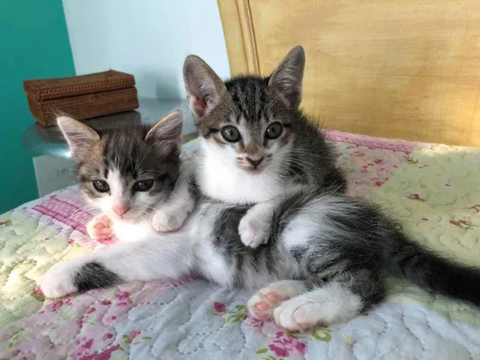 Gato raça Srd idade 2 a 6 meses nome May, Ben e Tito