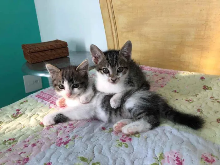Gato raça Srd idade 2 a 6 meses nome May, Ben e Tito