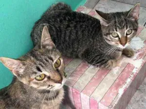 Gato raça Srd idade 2 a 6 meses nome Charlotte e Hana