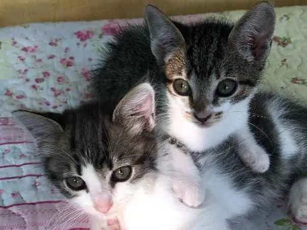 Gato raça Srd idade 2 a 6 meses nome May, Ben e Tito