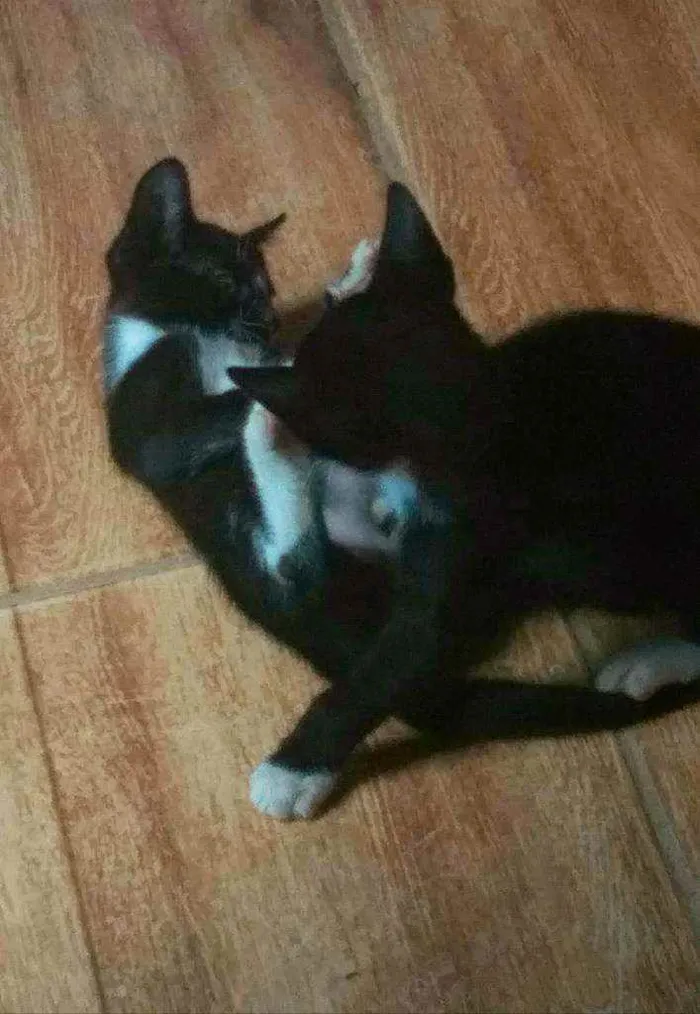 Gato ra a Vira lata idade Abaixo de 2 meses nome Sem nome