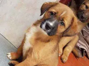 Cachorro raça SRD  idade 2 a 6 meses nome Gaby