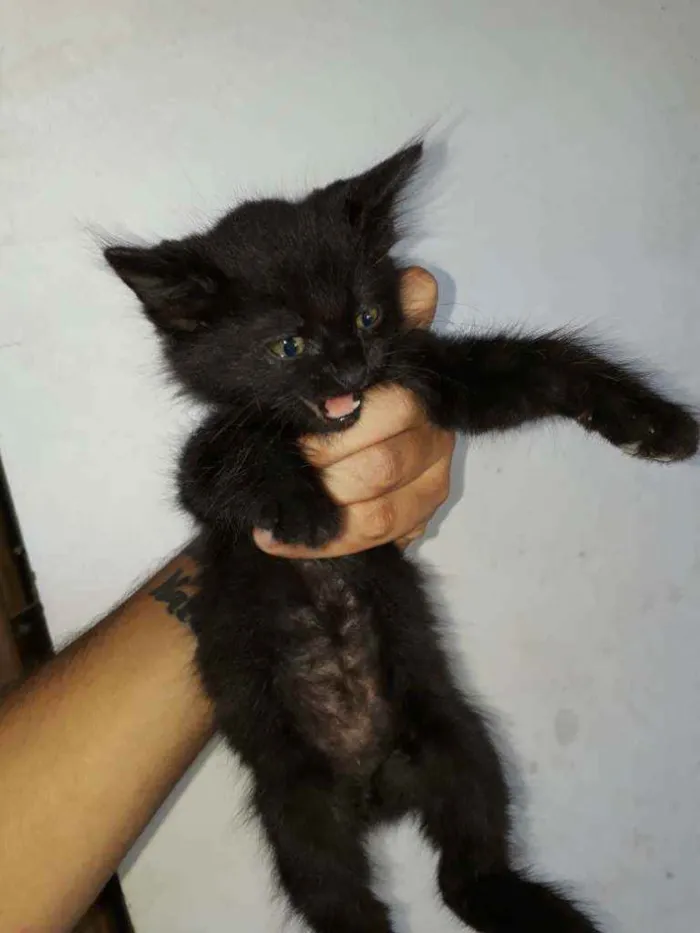 Gato ra a Sem raça definida  idade 2 a 6 meses nome Filhotes de gato