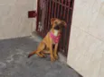 Mili