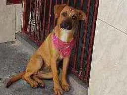 Cachorro raça SRD  idade 2 a 6 meses nome Mili