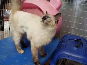 Gato raça Siamesa idade 2 a 6 meses nome Sofih