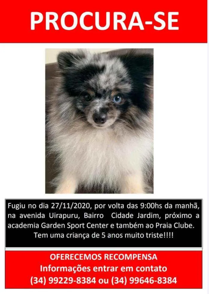 Cachorro ra a Spitz alemao idade 2 anos nome Bud