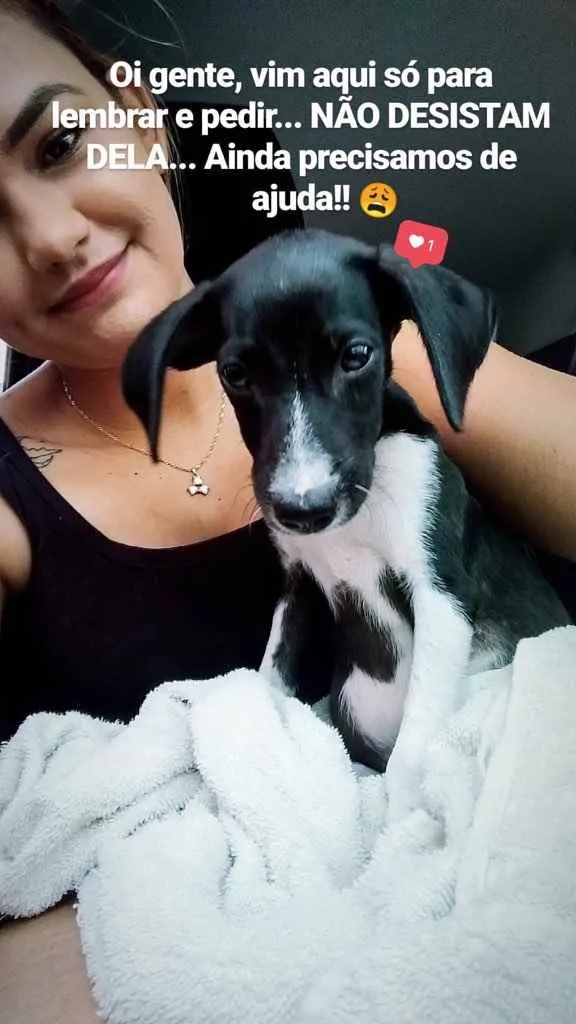 Cachorro ra a SRD idade 2 anos nome Vitória 