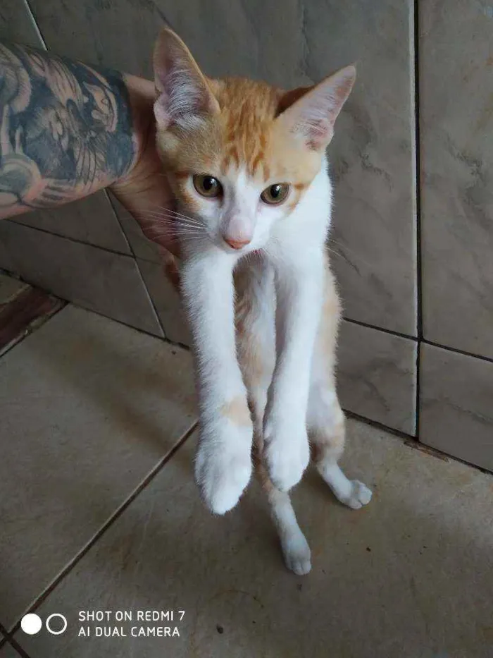 Gato ra a Srd idade 2 a 6 meses nome Não tem