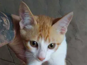 Gato raça Srd idade 2 a 6 meses nome Não tem