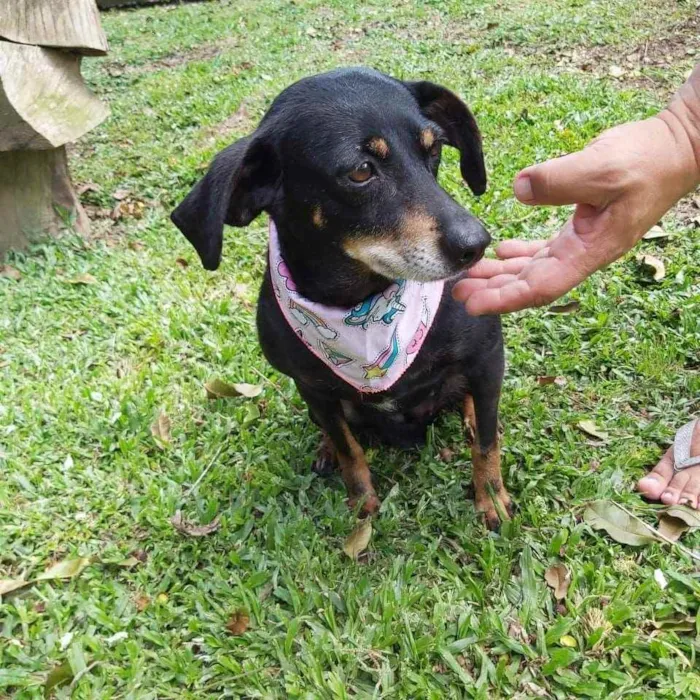 Cachorro ra a Srd idade 6 ou mais anos nome VALENTINA