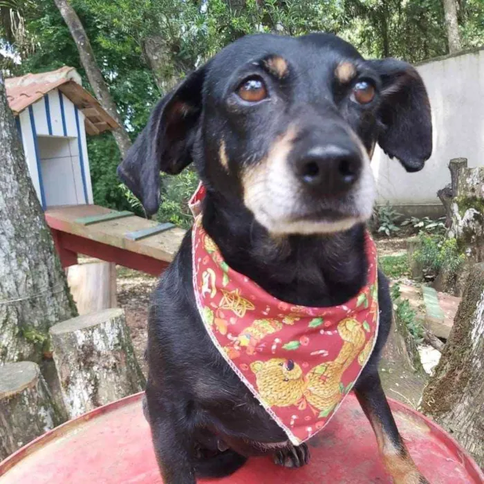 Cachorro ra a Srd idade 6 ou mais anos nome VALENTINA