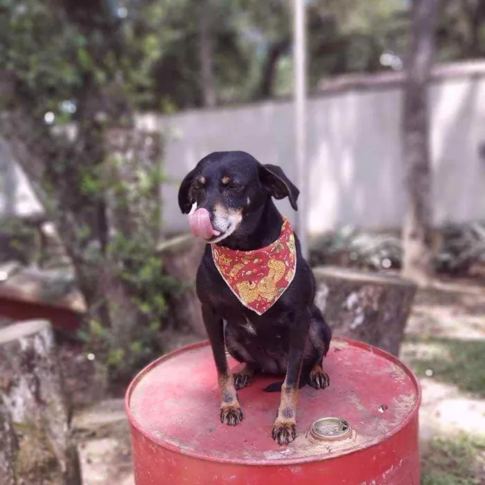 Cachorro ra a Srd idade 6 ou mais anos nome VALENTINA