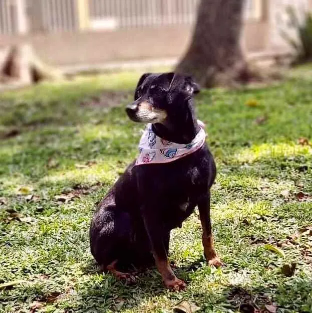 Cachorro ra a Srd idade 6 ou mais anos nome VALENTINA
