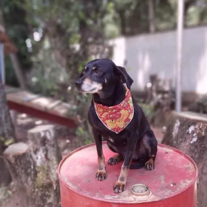 Cachorro ra a Srd idade 6 ou mais anos nome VALENTINA