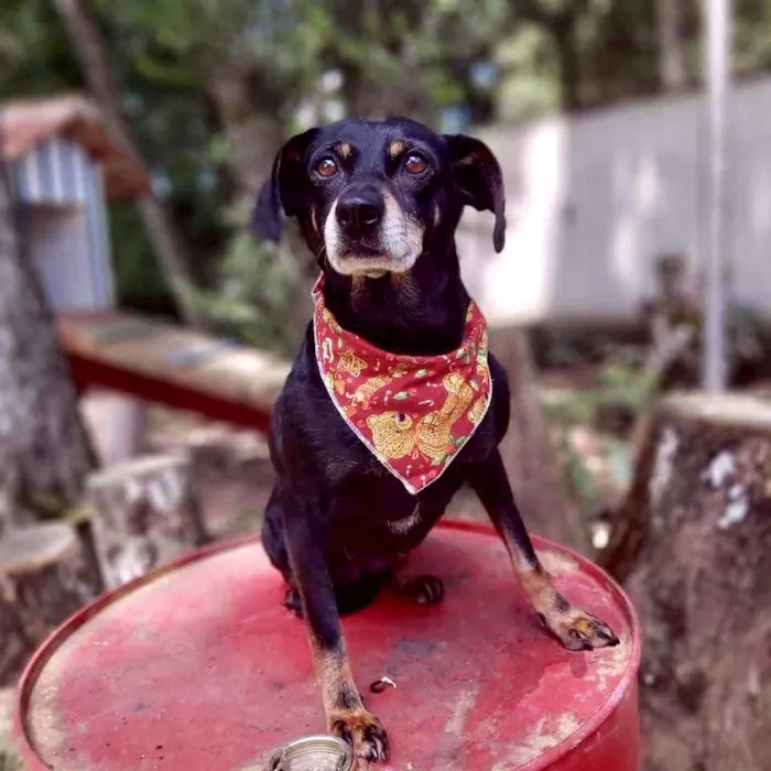 Cachorro ra a Srd idade 6 ou mais anos nome VALENTINA