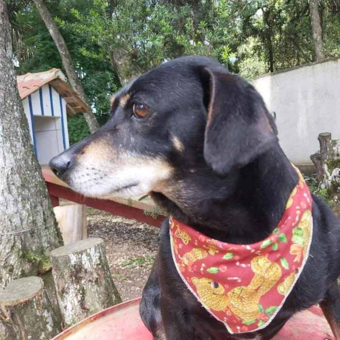 Cachorro ra a Srd idade 6 ou mais anos nome VALENTINA