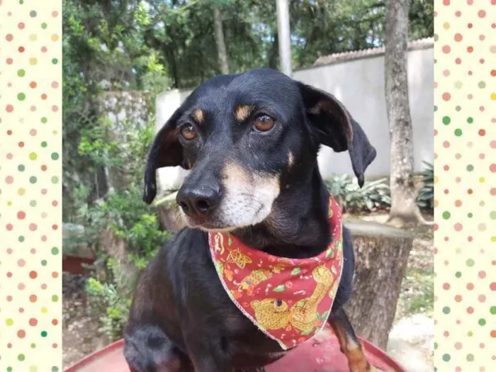 Cachorro ra a Srd idade 6 ou mais anos nome VALENTINA