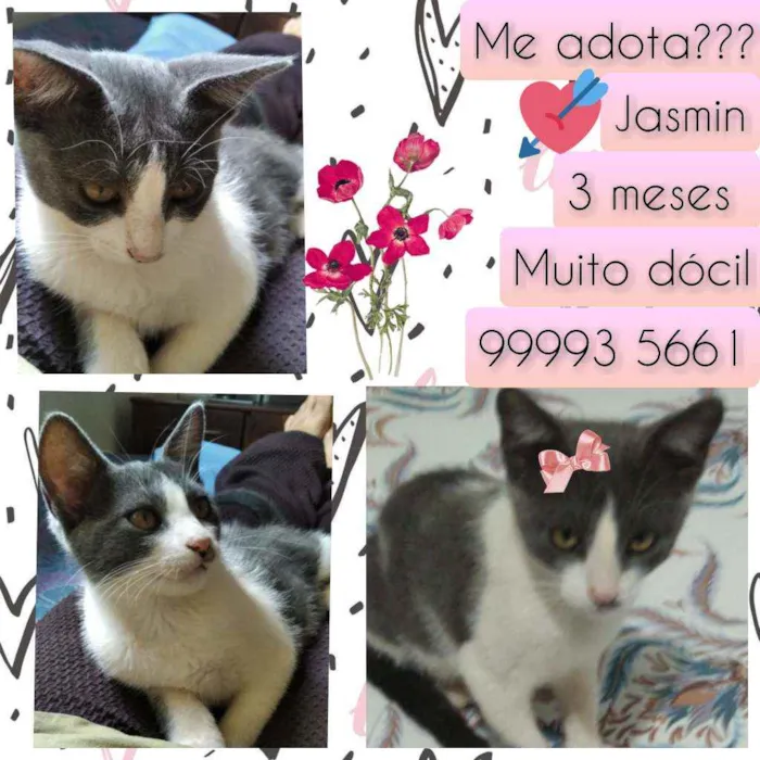 Gato raça SRD idade Abaixo de 2 meses nome Jasmin