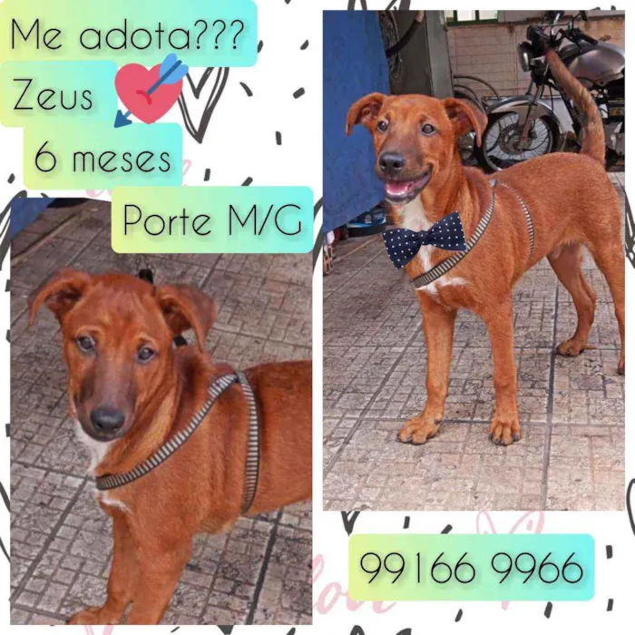 Cachorro raça SRD idade 7 a 11 meses nome Zeus