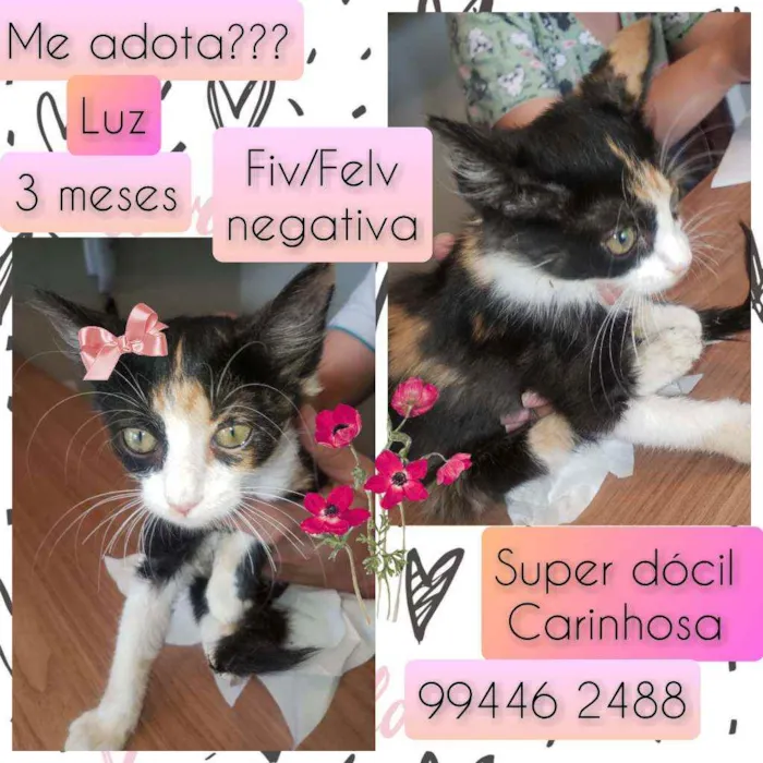 Gato raça SRD idade 2 a 6 meses nome Luz