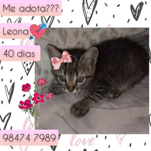 Gato raça SRD idade Abaixo de 2 meses nome Leona