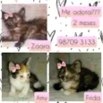 Zaara, amy, frida