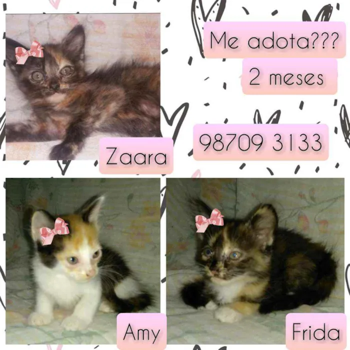 Gato raça SRD idade Abaixo de 2 meses nome Zaara, amy, frida