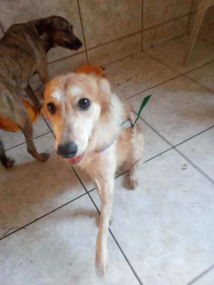Cachorro ra a Srd idade 1 ano nome Lili 