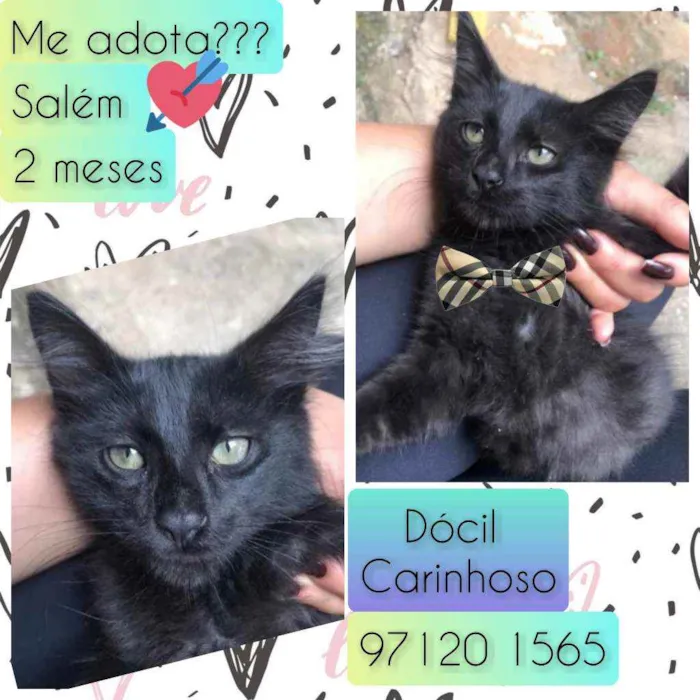 Gato raça SRD idade 2 a 6 meses nome Salem