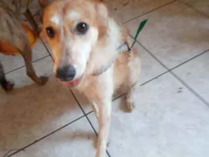 Cachorro raça Srd idade 1 ano nome Lili 