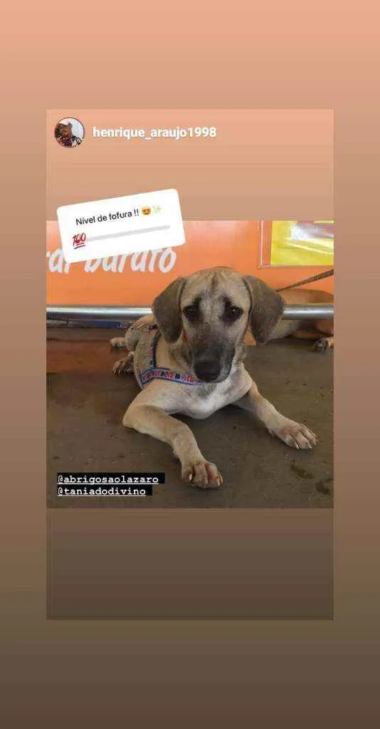 Cachorro ra a Srd idade 7 a 11 meses nome Gaya