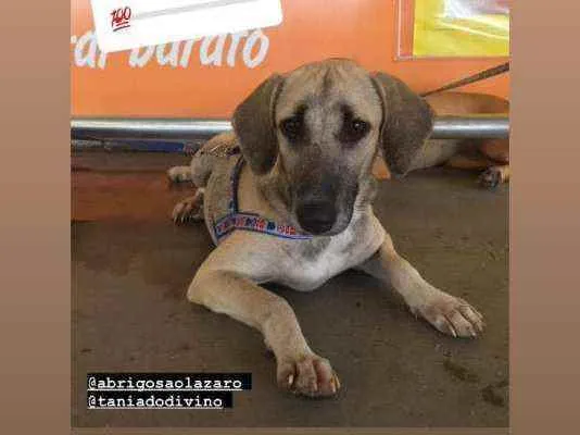 Cachorro ra a Srd idade 7 a 11 meses nome Gaya