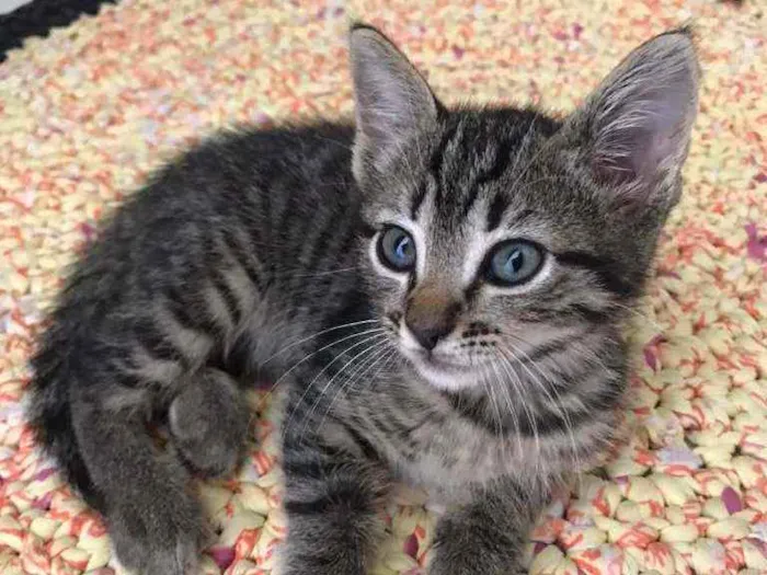 Gato raça Srd idade 2 a 6 meses nome Petra