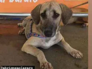 Cachorro raça Srd idade 7 a 11 meses nome Gaya