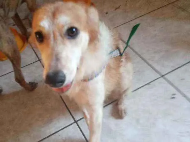 Cachorro ra a Srd idade 1 ano nome Lili 