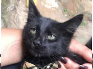 Gato raça SRD idade 2 a 6 meses nome Salem