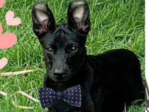 Cachorro raça SRD idade 1 ano nome Neguin