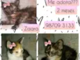 Zaara, amy, frida