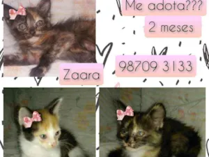 Gato raça SRD idade Abaixo de 2 meses nome Zaara, amy, frida