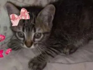 Gato raça SRD idade Abaixo de 2 meses nome Leona